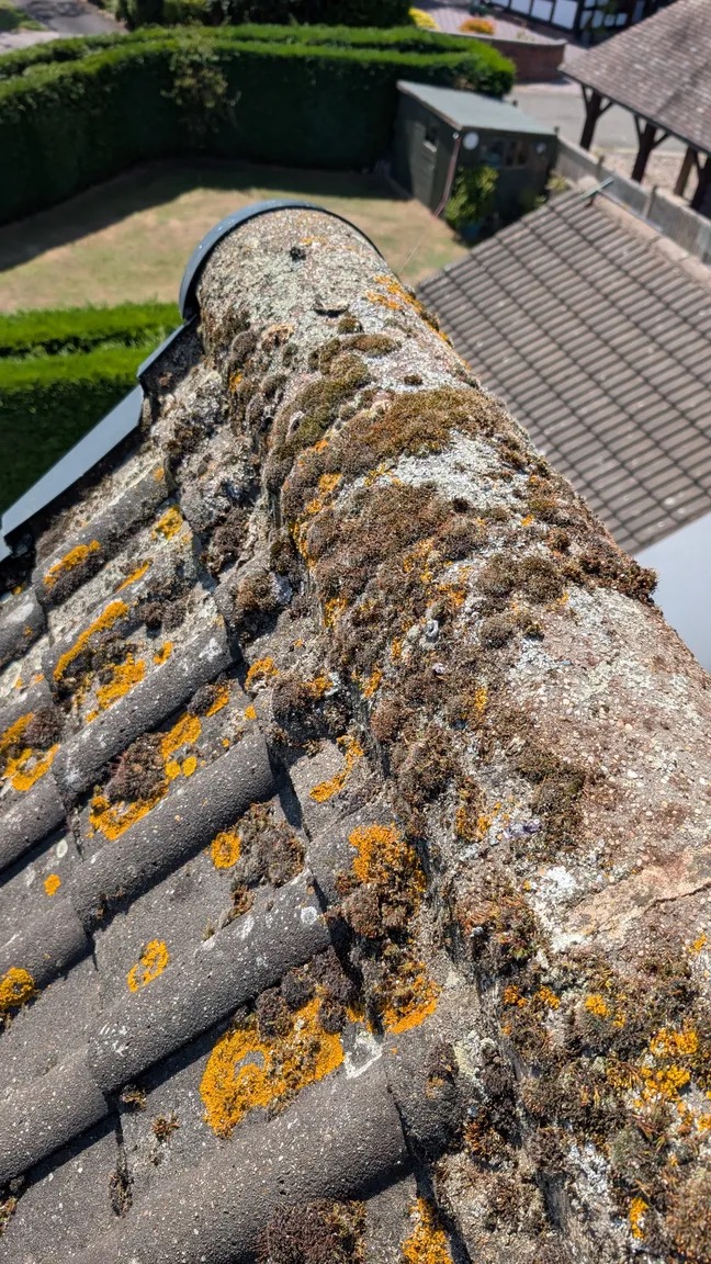Roof ridge and tiles covered in thick moss and lichen before cleaning